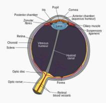 eye