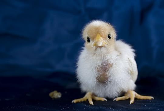 chick-baby-hatchlings