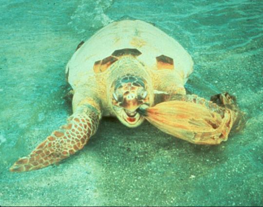 This turtle was the victim of a plastic bag. Photo: Sea Turtle Conservancy