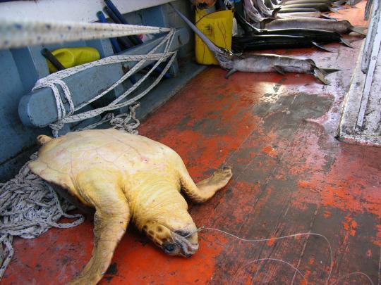 sea-turtle-fishing