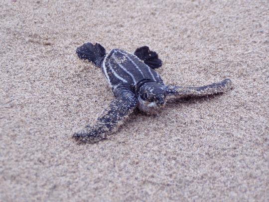 sea-turtle-baby