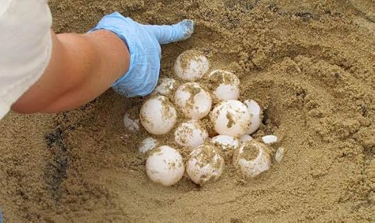 sea-turtle-eggs (1)