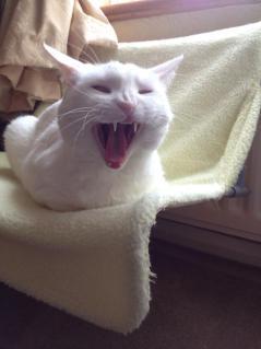 You see those fangs? Those fangs HURT.