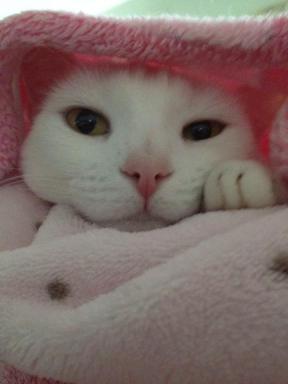 Luna Cute