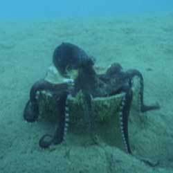 This octopus is one of many who have been discovered using coconut shells for concealment and protection.