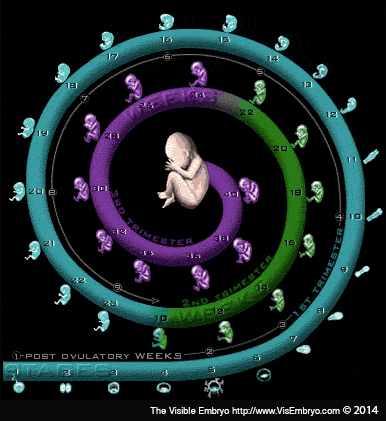 BirthSpiral14 (1)