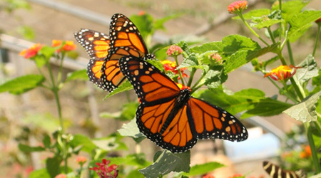 http://www.nhm.org/site/sites/default/files/marketing/mc/monarch_bp_web.jpg