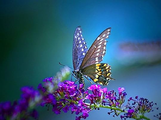 http://discover10.com/wp-content/uploads/2015/07/butterfly-wallpaper.jpg