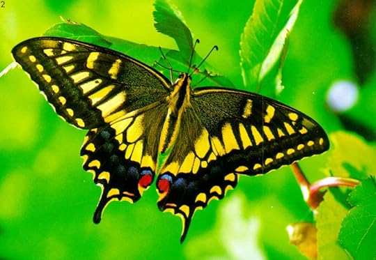 http://animal.memozee.com/animal/a4/KoreanInsect-Common_Swallowtail_Butterfly_J02-hanging_leaves.jpg