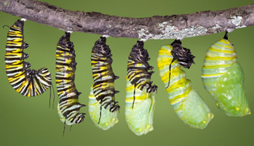 http://cdn-0.thebutterflysite.com/images/caterpillar-emerging.jpg