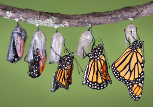 http://cdn-4.thebutterflysite.com/images/monarch-emerging.jpg