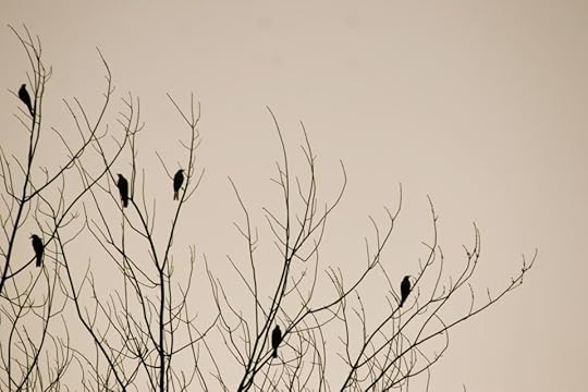 Crows