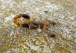 scorpion-1315063