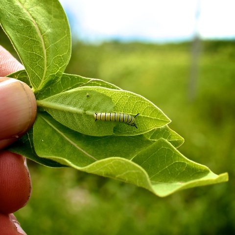 Photo: You can help bring monarchs back from the brink