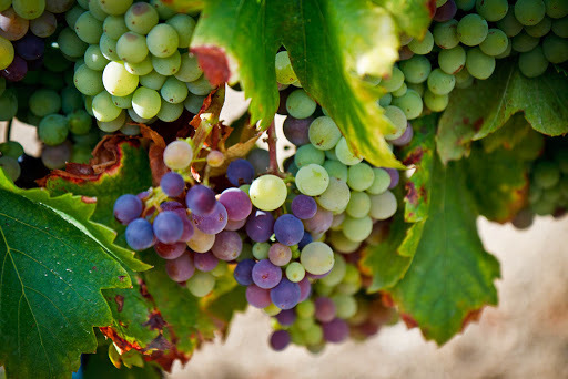 Wine for Life - Getting the Most Out of a Wine Tour and Learning How to Make Wine