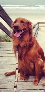 Finley