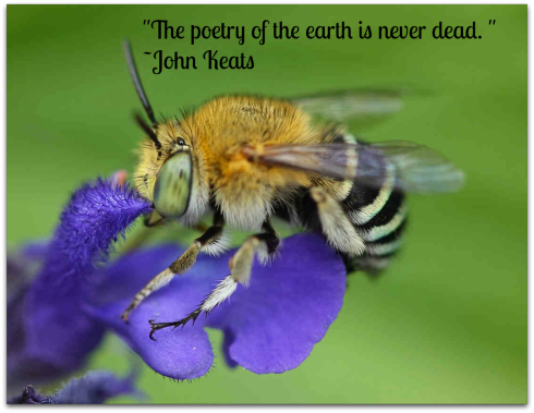 Bee-earth-quote