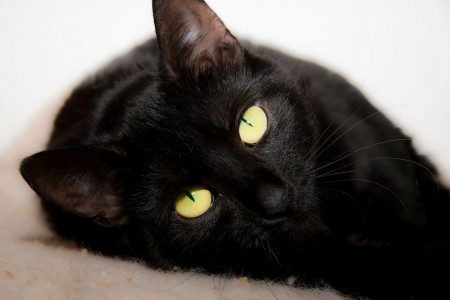 black-cat-superstitions