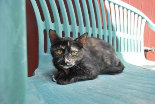 tortoiseshell-kitten