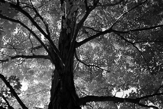 black-and-white-tree-photo