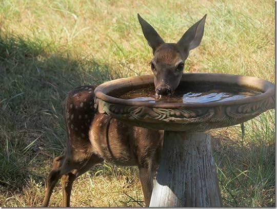 Bambi_Birdbath