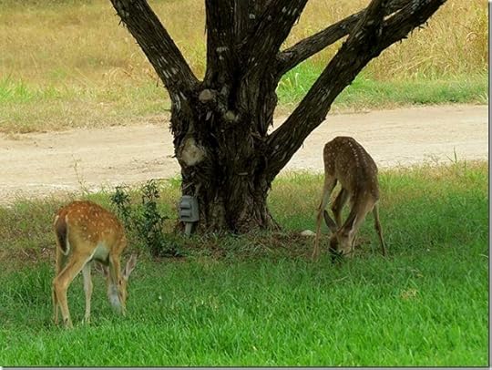 Whitetail_Twins