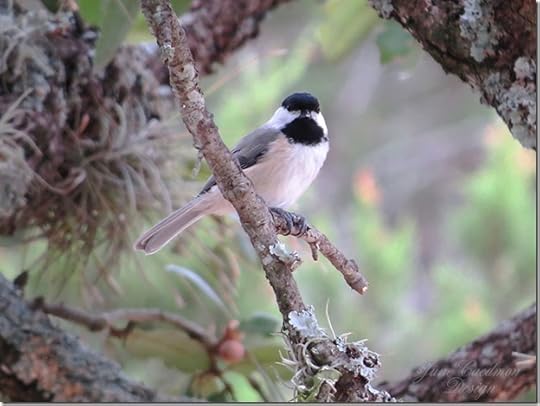 Carolina_Chickadee