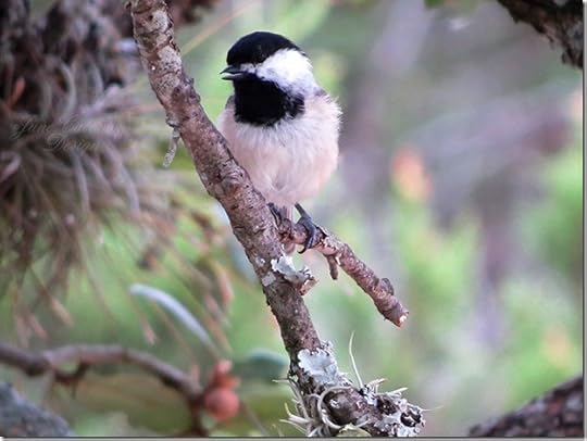 Carolina_Chickadee2