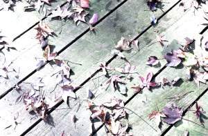 leaves