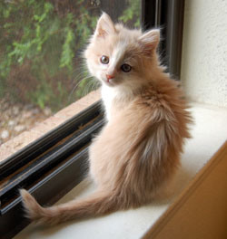 Persephone, Before She Could Read