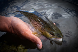 catch and release