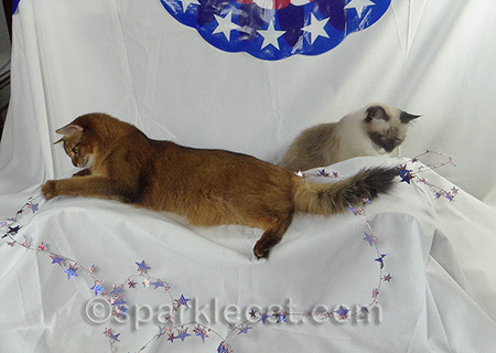 I think the star garland is a kitty magnet