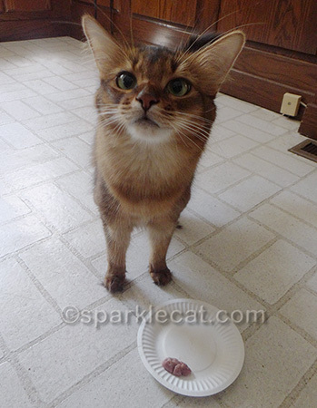 Thanking the cat gods for my treat
