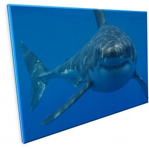 Don't let that friendly grin fool you; trust me, this motherfucker wants to eat you.