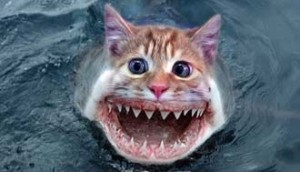 Shark Cat
