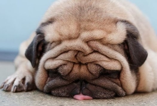 tired-dog