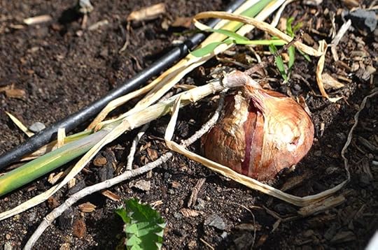 onions-fallen-necks
