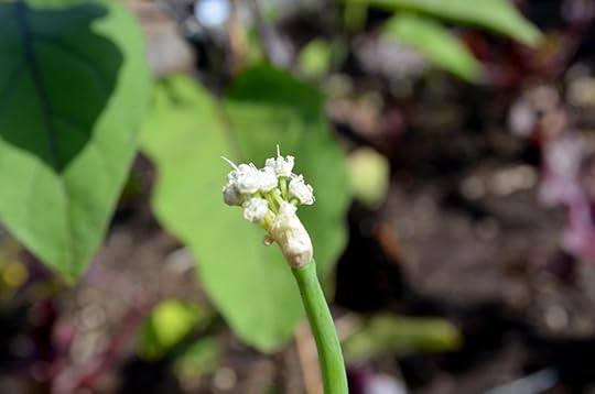 onion-flowering