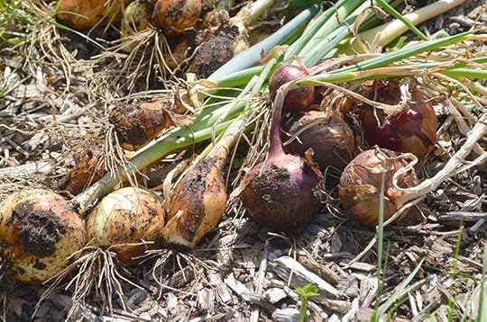 onions-pulled