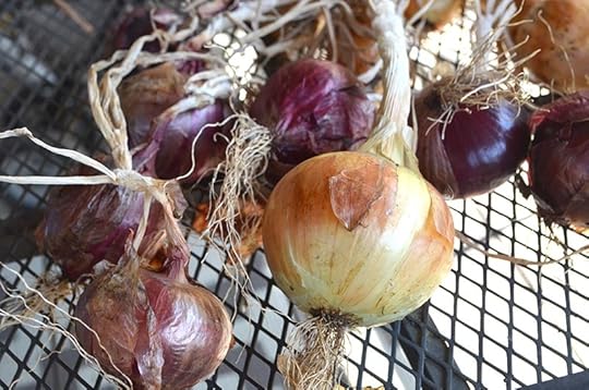 onions-curing