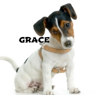  photo jack-russel-terrier_zpswq4ymm8k.jpg