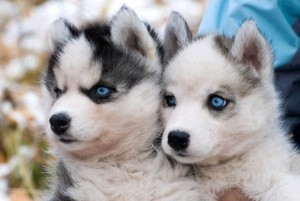 pomskies