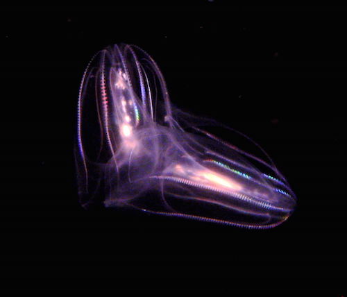 Comb_jellies-mba.jpg