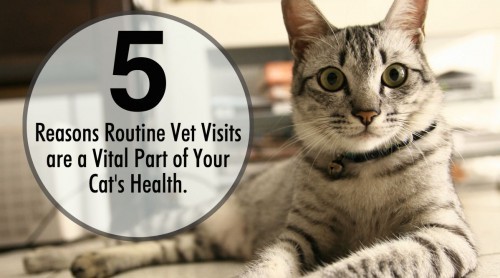 take-your-cat-to-the-vet