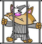 Cat in jail