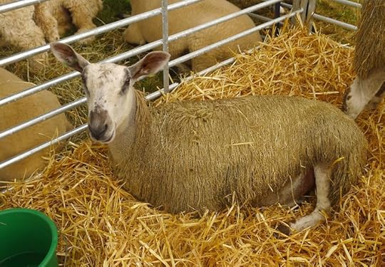 Sheep at Chagford Show