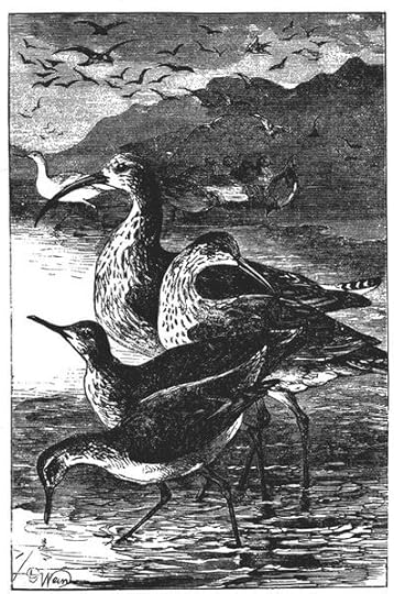 File:Drawing of a Group of Shore Birds.jpg