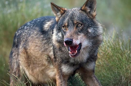 File:Iberian Wolf.jpg