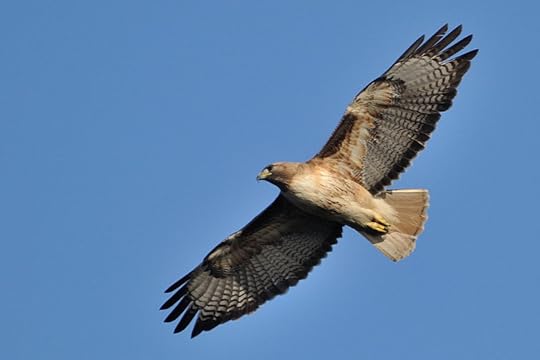 File:Buteo jamaicensis -Shoreline Park-8.jpg