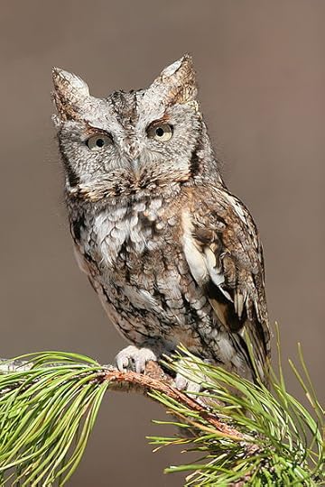 File:Eastern Screech Owl.jpg